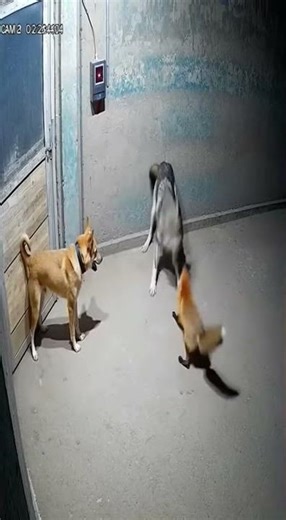 Dramatic CCTV Footage of Fox Biting Wolf Tail and Subsequent Brawl