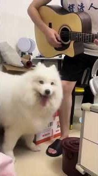 When Dogs Have NO Idea What’s Going On 😂 | Ultimate Confused Dog Compilation