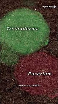 Fungi of the genus Trichoderma