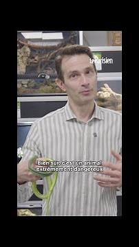 Sales of venomous snakes are booming in China because of Zootopia 2