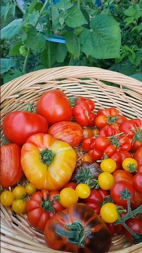 How to properly fertilize tomatoes ✨️🍅 – and completely naturally!