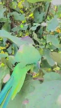 Can Parrots Recognize and Repeat Your Voice