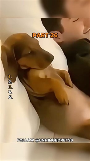 Ranking the Funniest Pet Moments Part 26 #PetCompilations #CutePets #Laugh