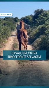 1.4M views · 32K reactions | Em um registro raro, um rinoceronte-preto selvagem se aproximou de um cavalo durante um passeio na África do Sul. O cavalo, chamado Magnum, pertence à touranbristow, que fez as imagens. O que surpreende especialistas é o comportamento do rinoceronte. Normalmente conhecido por reagir de forma agressiva e atacar de imediato, neste caso ele se manteve calmo diante do animal e da presença humana. Reprodução: touranbristow | Canal Rural | Facebook