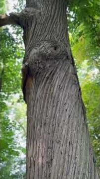 Flames of Camelot | Cadbury Castle Hill