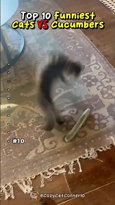 Top 10 Funniest Cats Vs Cucumbers!