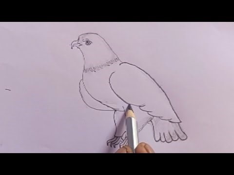 How to draw,how to draw eagle,bald eagle sketch@drawingwithtiti