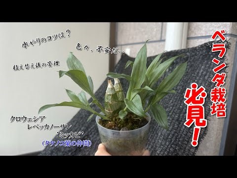 洋ランをとにかく元気に育てる