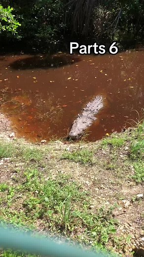 #crocodile #noway