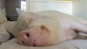 File:Pig Eating Candy.webm - Wikimedia Commons