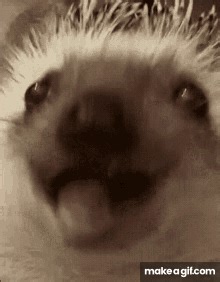 Hedgehog Eating on Make a GIF