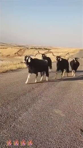 Amazing Long-Horned Billy Goats!