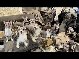 San Diego Humane Society Rescues 40 Dogs From La Mesa Apartment Amid Shelter Capacity Crisis