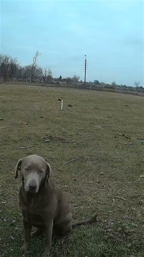 Obedience training #labrador #dogs #jesuslovesyou