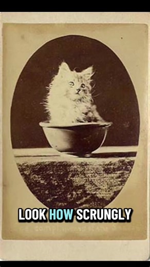 Understanding How Cats View Humans