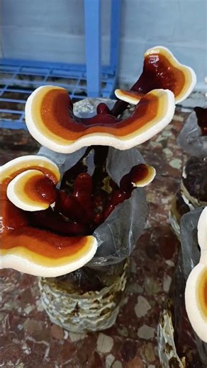 Reishi, GANODERMA LUCIDUM.Cultiva tu propia medicina en casa. kits de cultivo disponibles