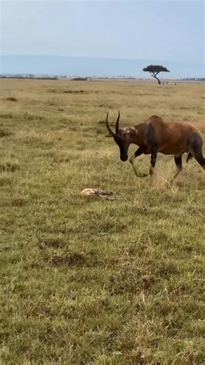 724K views · 2.7K reactions | A rare and dramatic sight in the wild...