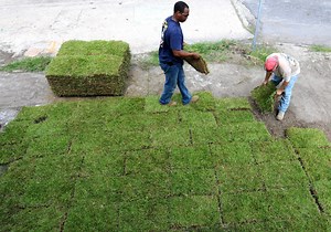 A Simple Guide to Laying Sod (With Video Tutorials)