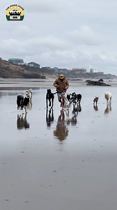 The great Matilda goes to the beach ❤️ | The Asher House