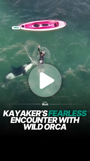 Kayaker has close encounter with orca in open water