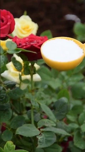 Ways to Use Epsom Salt For Roses to Get More Flowers #flowers #epsomsalt #shorts_