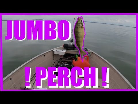 LAKE ERIE PERCH FISHING ( HOW TO CATCH PERCH)