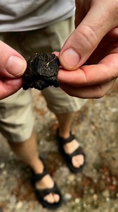 2.9K views · 53 reactions | Summer found a baby snapper #turtle | Suzanne Carrick | Facebook