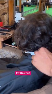 First Haircut | Flying Beast