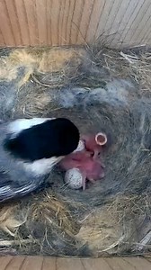 37K views · 807 reactions | Chickadee eggs hatch in Massachusetts 凉 #wildlife #birdwatching #nature #birdhouse #birds | Nest Box Live | Facebook