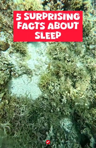 6K views · 12 reactions | 5 Surprising Facts About Sleep | Checklist Studio | Facebook