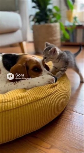 Sleepy Dog Disturbed by Playful Kitten 🐶😹