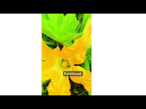 How to Hand Pollinate Zucchini: Step-by-Step Guide