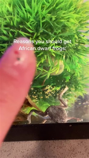 5 Reasons to Get African Dwarf Frogs for Your Fish Tank