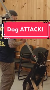 Aggressive dog training with a POWERFUL #gsd #dogtraining #dogtrainer #aggressivedog #germanshepherd #reactivedog #reactivedogawareness #k9 #dog #oh