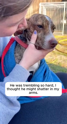 The towel got the water off, but it couldn't wash away the fear. You can see it in his eyes. He is squinting, flinching, bracing for an impact that never comes. For his whole life, human hands have meant pain. They meant being shoved, hit, or shooed away. So when I picked him up, his body went into overdrive. He was vibrating with terror, waiting for the other shoe to drop. He thought this warmth was a trick. I didn't try to make him stop. I didn't shush him. I just held him. I pressed my cheek 