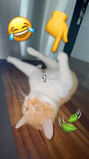 Ai Decides How Much Catnip I Give My Cat…🐈