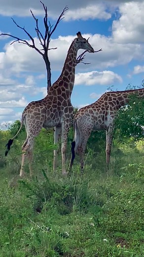 👀Facts: Are wondering how long is the penis of a male Giraffe? Well, a Giraffe’s sexual organ is about 40 inches long. #giraffe #skyporn #tall #interesting #facts #TGIF #naturelovers #nyalaluxurysafaritents #krugernationalpark #majestic #southafrica #wildlifephotography #wildanimals #wildlife #beautifulplaces #animallovers #discoverearth #adventuretime #familytime #booknow #traveling #exploretheworld #natgeo #natgeotravel #bbcearth #animalsofinstagram #animals #bucketlist #wildlifeonearth #geta