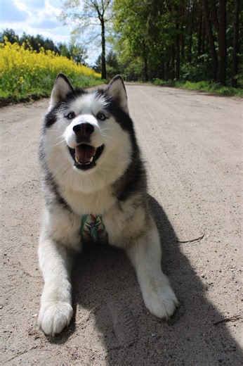 Czy takiemu słodkiemu uparciuchowi da się odmówić? 😂❤️ Husky | Dogs | Love Animals