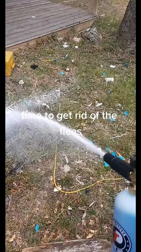 Effective Ways to Get Rid of Fleas in Your Yard and Home