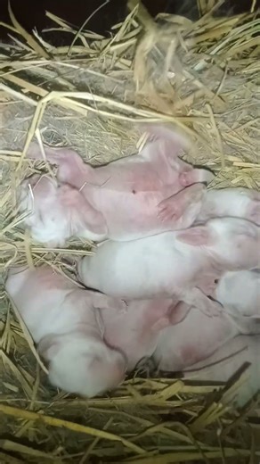 New Zealand white rabbit baby #Short video #Short#8 day old#healthy and active 😍🤩😻