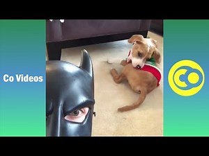 Top 100 BatDad Vines (w/Titles) Funny BatDad Vine Compilation 2021