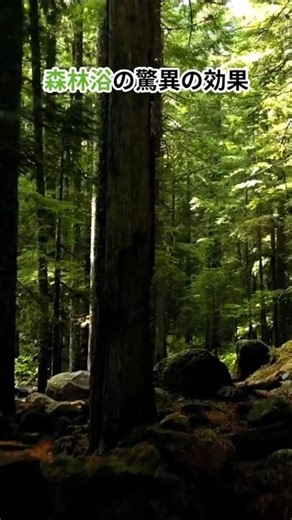森に行くだけで寿命が延びる？「森林浴」の驚異の効果♯雑学#健康 #森林浴 #免疫力アップ #ストレス解消 #フィトンチッド #自律神経 #ライフハック♯目