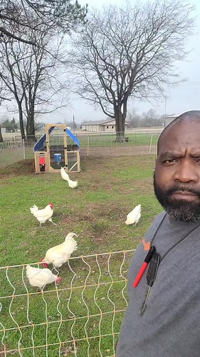 American Bresse is known as the