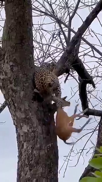 A leopard, showcasing its remarkable hunting skills as it secures its prey high in a tree. #animals
