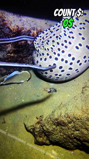 Nice day❤️ #sea #diver #fishing | Fishing