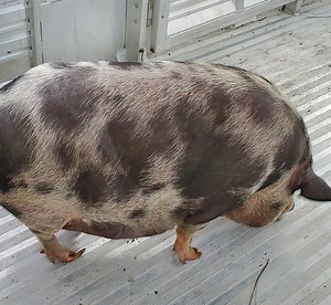 Are You Missing A Pot-Bellied Pig?