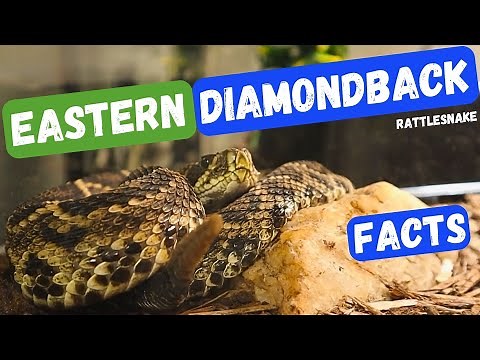 Eastern Diamondback Rattlesnake An Infamous Pit Viper