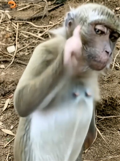 Kasi Paham Bos: Tutorial Monyet Lucu dan Joget Viral