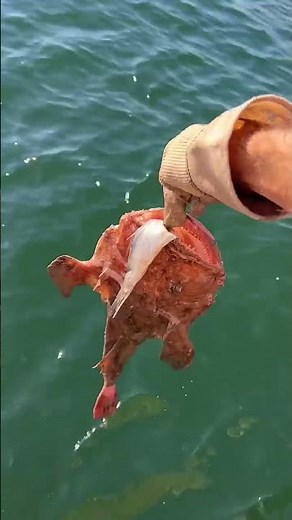 Caution: don’t feed the fish!