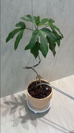 황칠나무 물주기💧#식물 #plants #황칠나무